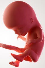 Zwangerschap 12 weken