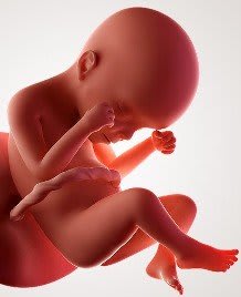 Zwangerschap 24 weken