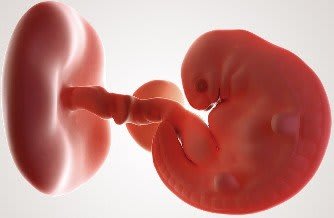 Zwangerschap 6 weken