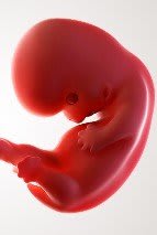 Zwangerschap 8 weken