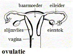 Cyclus Ovulatie