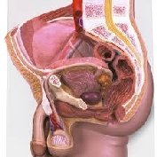 Mannelijkheid en Penis