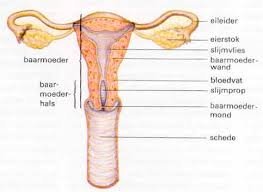 Vrouwelijke Geslachtorganen met benamingen